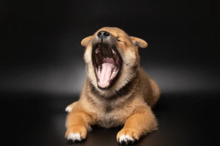 SHIB Roars as Shibarium Hits 100 Million Transactions – Big Things Unfolding SHIB Roars as Shibarium Hits 100 Million Transactions – Big Things Unfolding