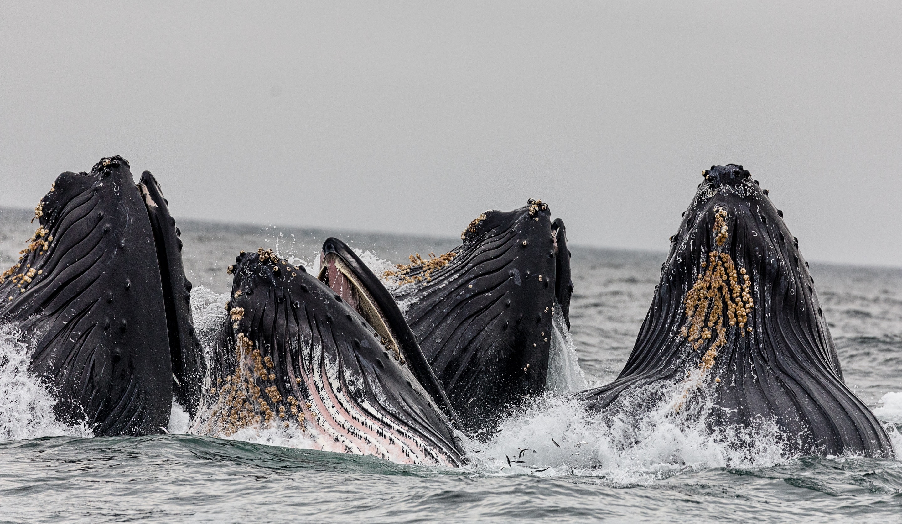 Bitcoin Whales Driving The Rally Are Now Taking Profits, Data Suggests Bitcoin Whales Driving The Rally Are Now Taking Profits, Data Suggests