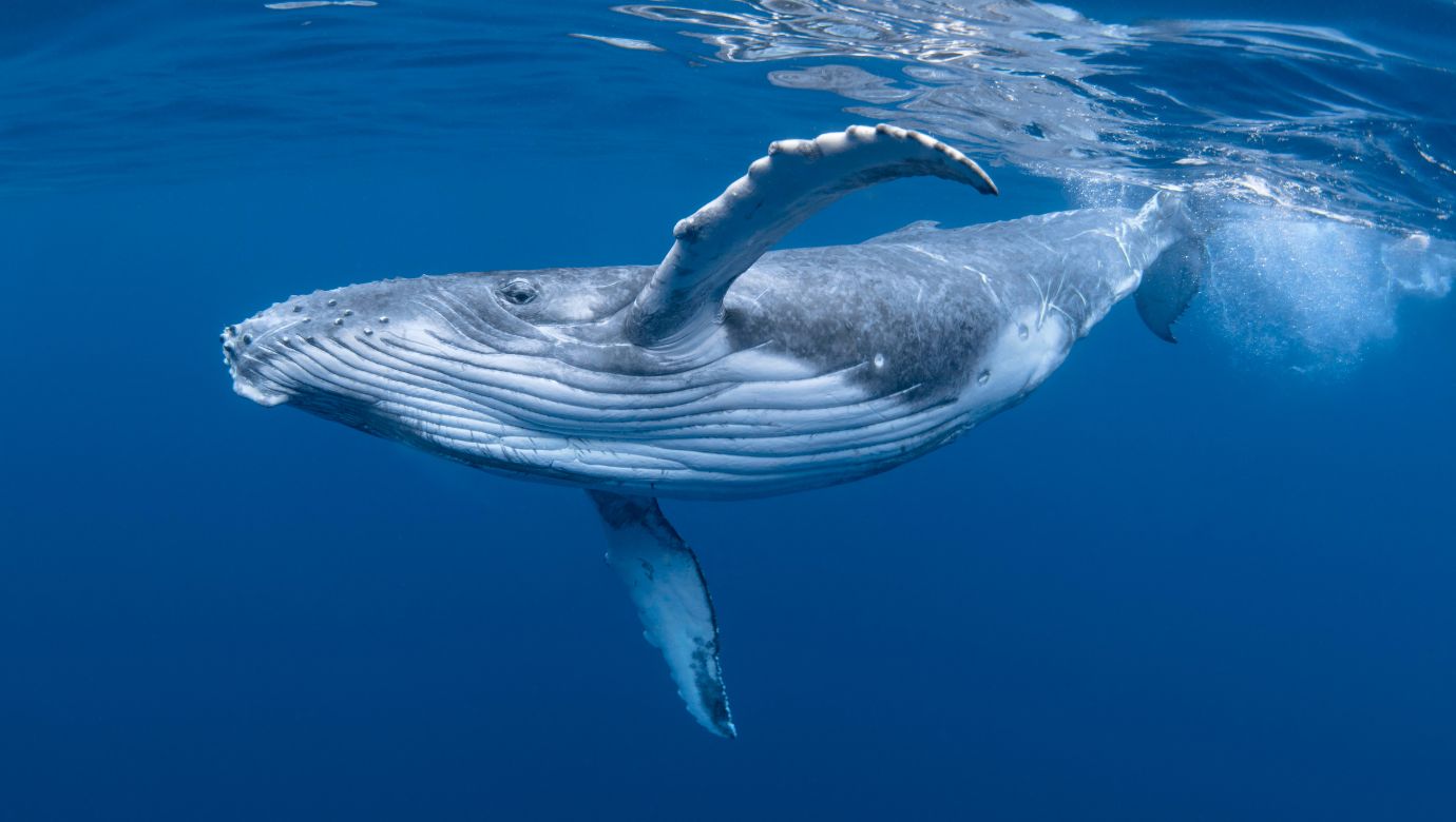 Whales Accumulating Maker And Aave, Path To 2024 Highs? Whales Accumulating Maker And Aave, Path To 2024 Highs?