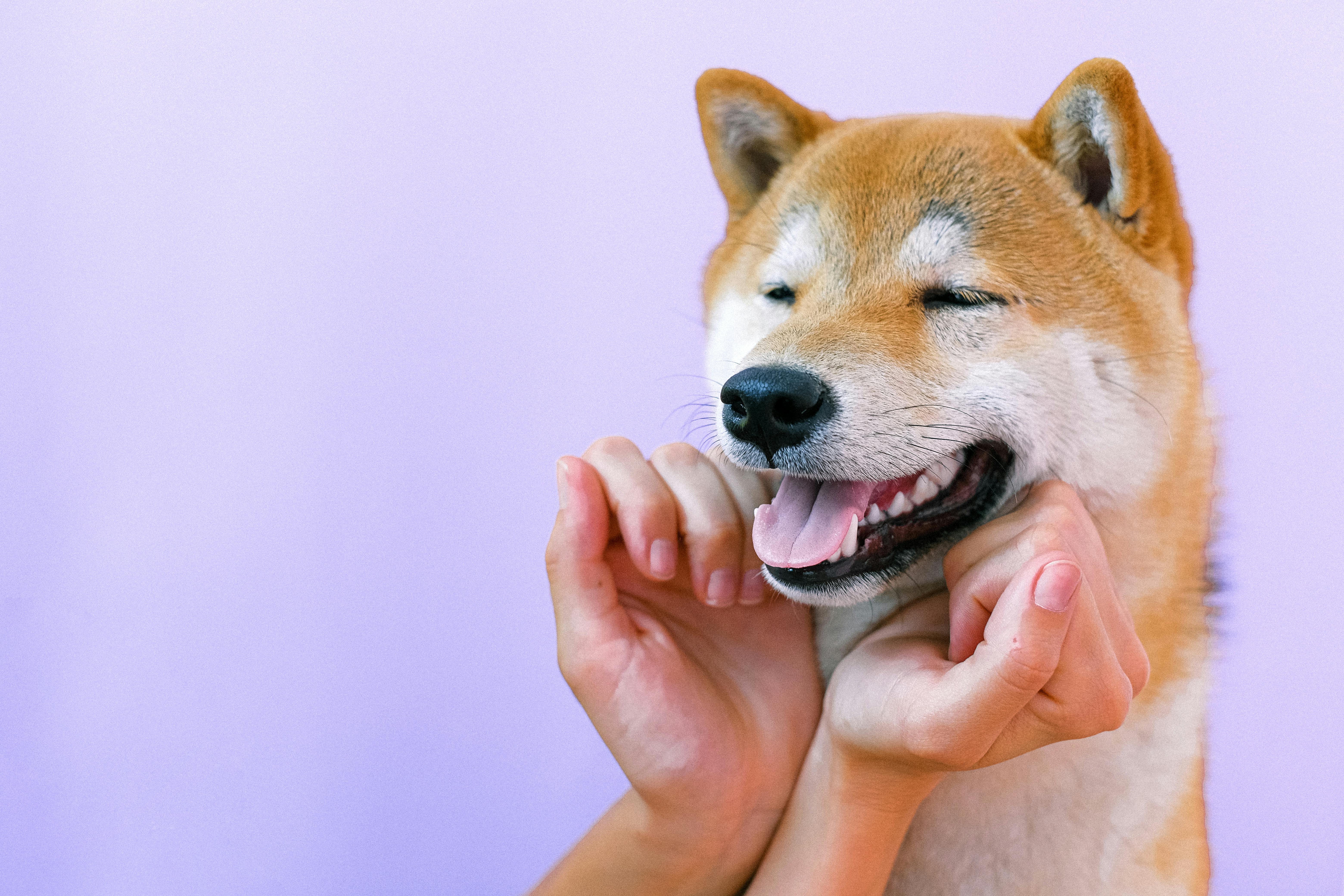 Shiba Inu