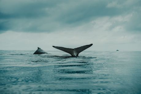 Ethereum Mega Whales Continue To Buy: Do They Know Something You Don’t?