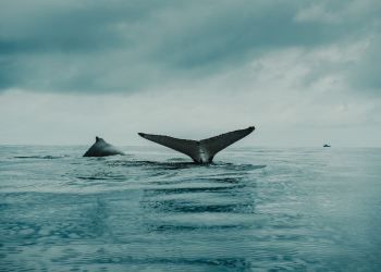 Ethereum Whales