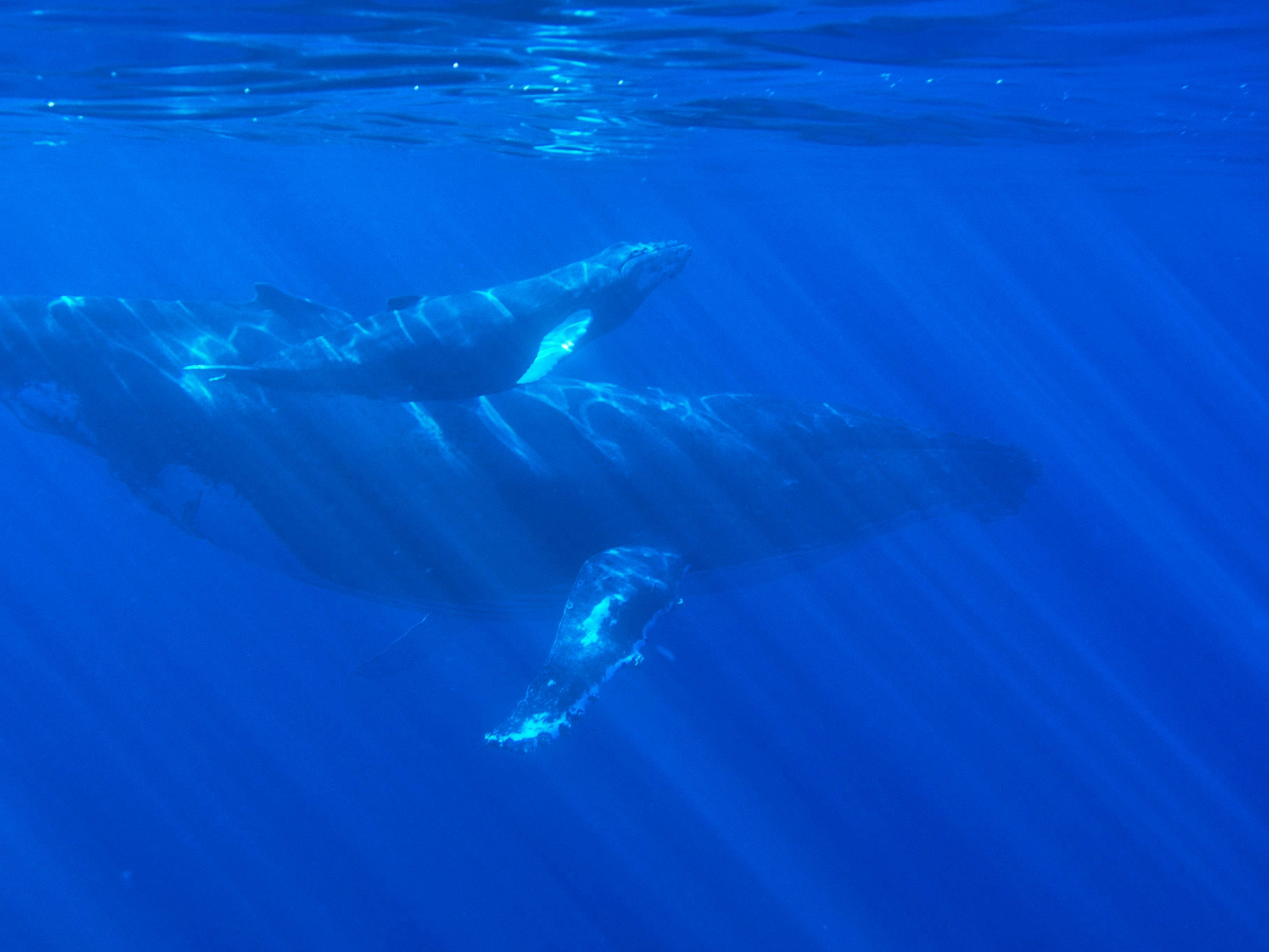 Las ballenas XRP están en movimiento, ¿qué están haciendo?
