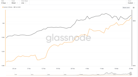 Paus Bitcoin