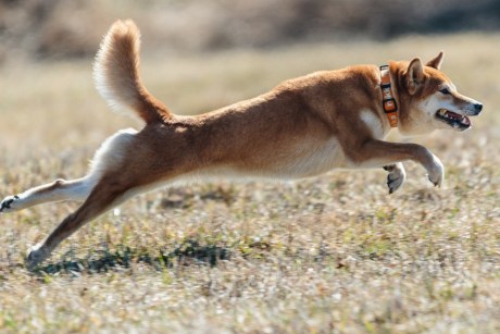 Forget Dogecoin, Shiba Inu Set To Become The Top Dog: Expert Predicts $100 Billion Market Cap