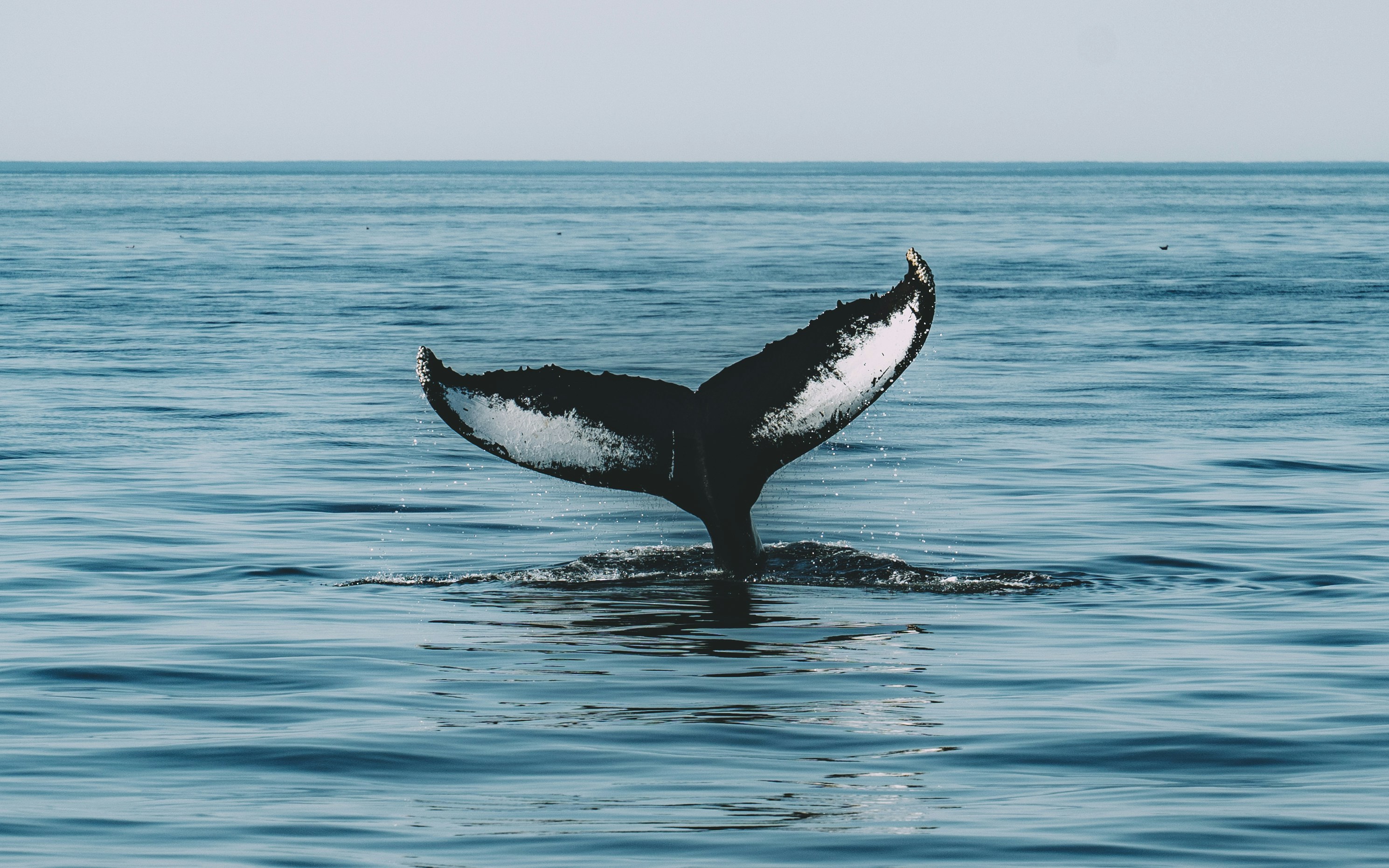 Estes são os Ethereum Altcoins que testemunham o grande interesse das baleias