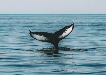 Ethereum Altcoins Whale