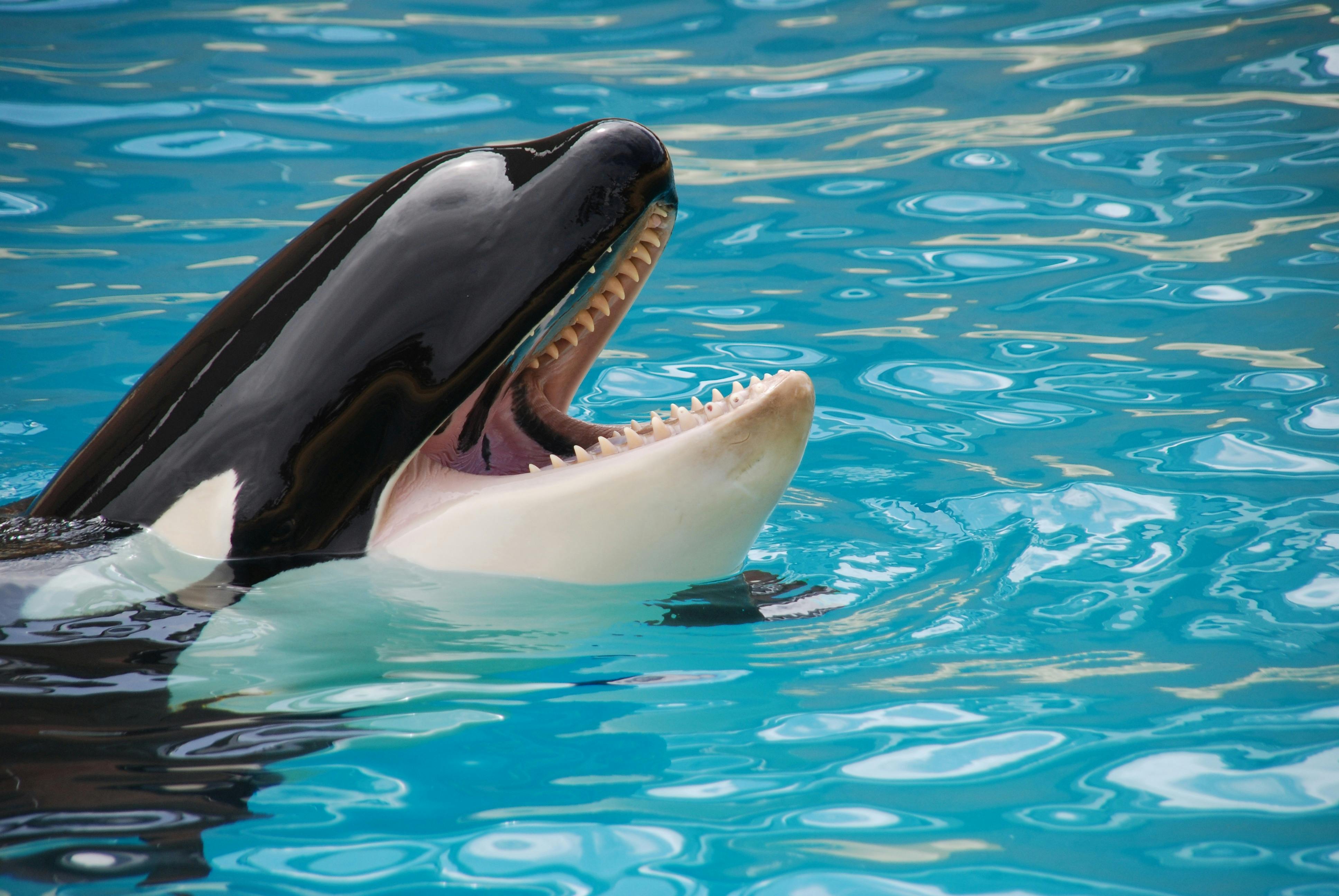 Ethereum Whale Buying Continues Amid Market Collapse Ethereum Whale Buying Continues Amid Market Collapse