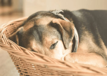 Shiba Inu (SHIB) Slumps As Whale Sell-Off Dampens Momentum – Details