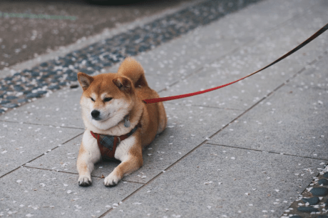 Shiba Inu Open Interest Explodes On Top Exchanges – Is This The Comeback?