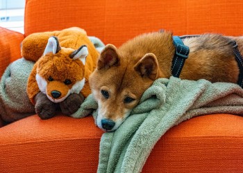 Shiba Inu