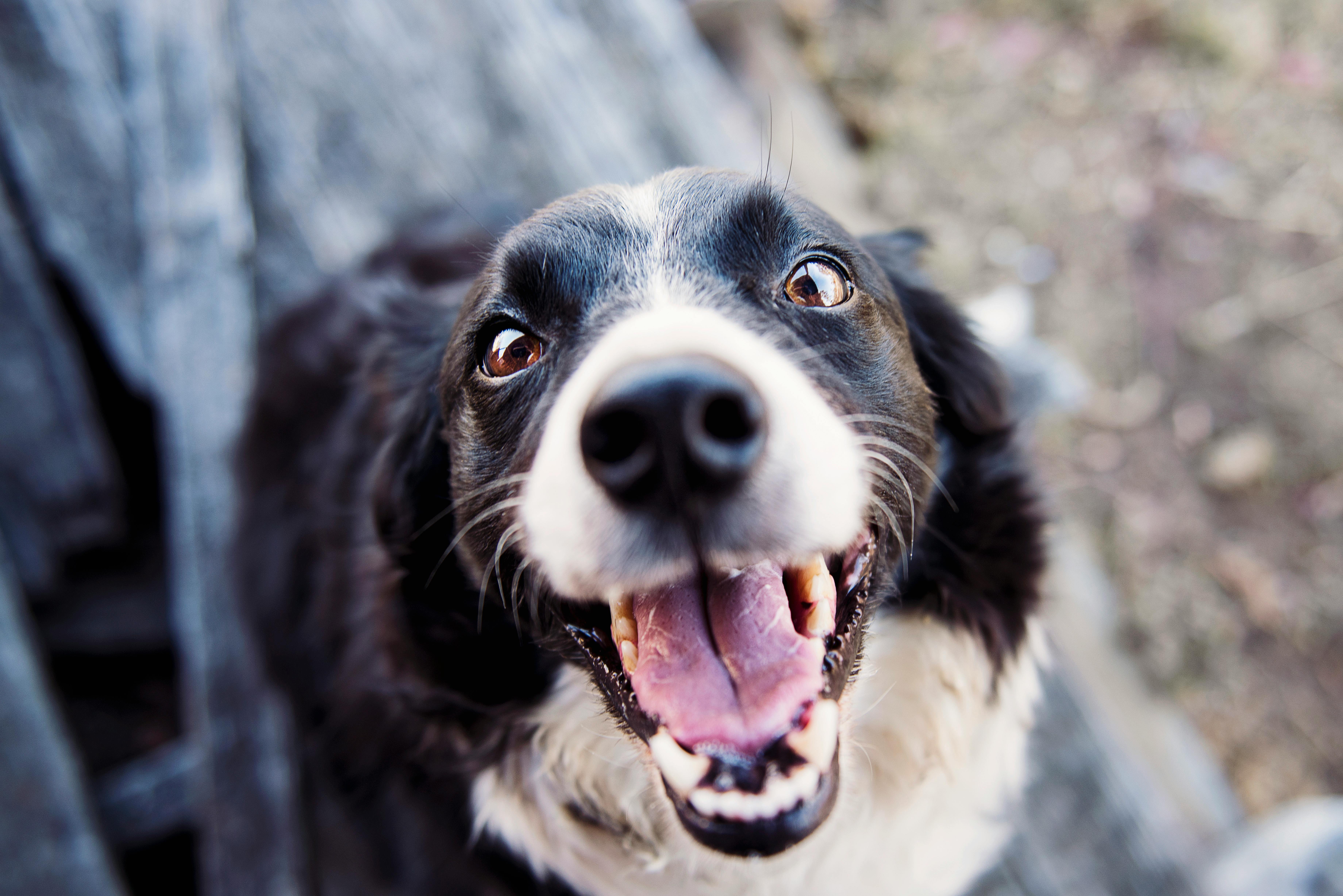 Canine Comeback? KNINE Brushes Off 50% Loss, Gets Listed On Major Exchange