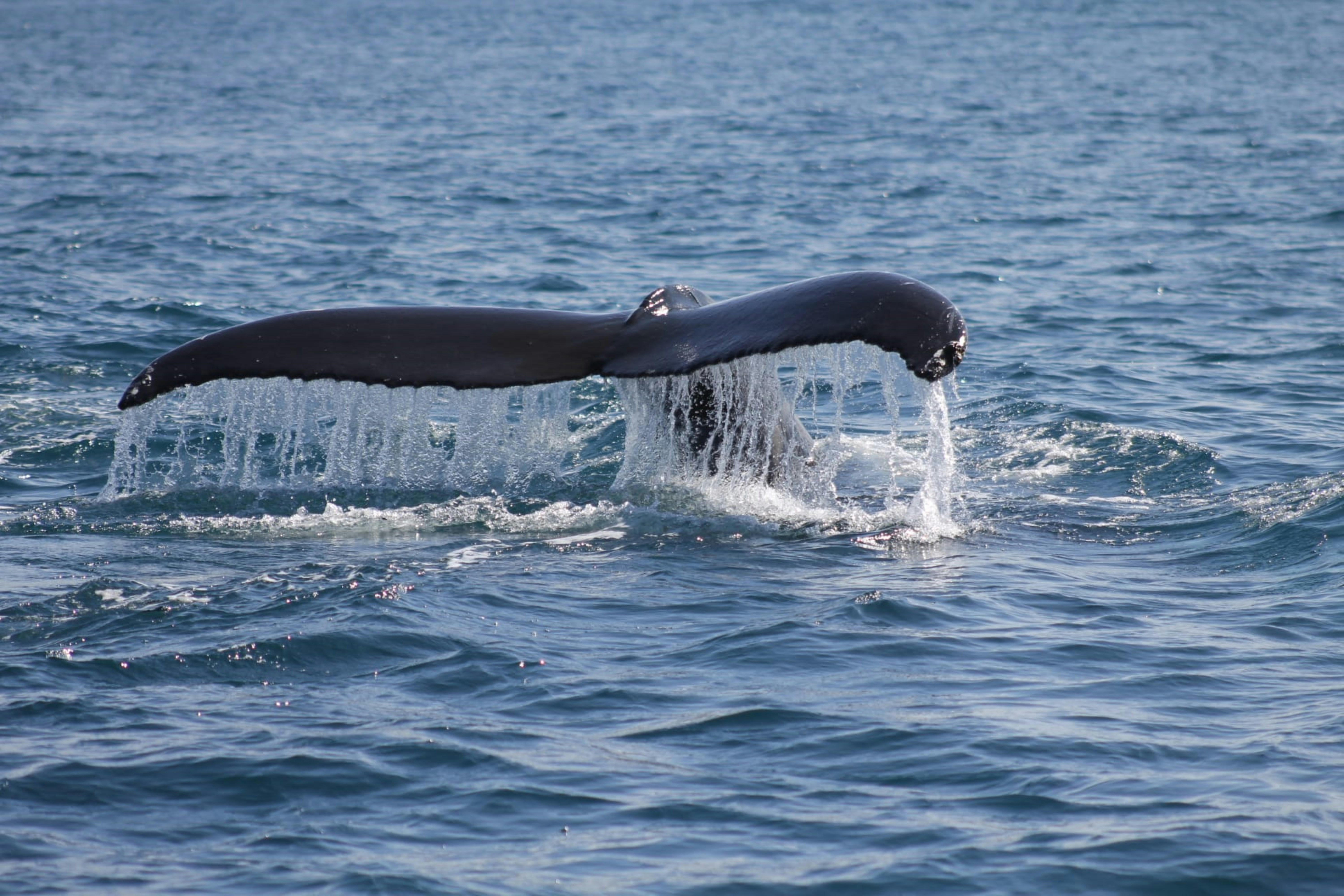 XRP Whales Are Active: Here’s Where They Are Sending Coins