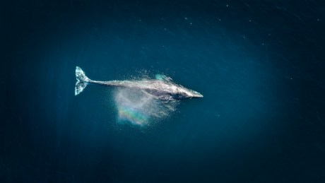 Ethereum Whale Goes On 127,000 ETH Buying Spree, Was It Justin Sun Again?