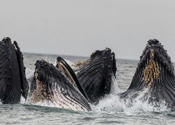 Bitcoin Whales