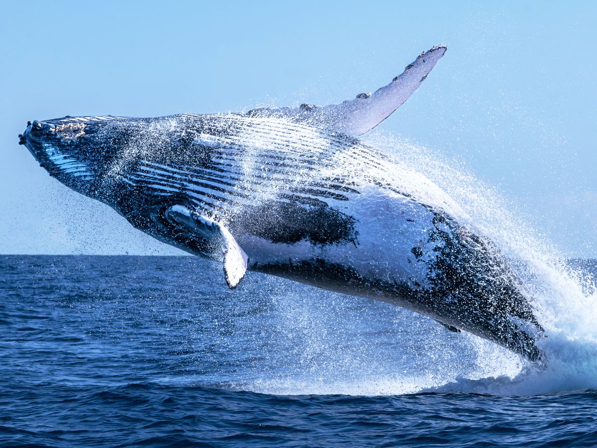 Whale Watch: Ethereum Fresh Buy Signal Sparks Speculation Whale Watch: Ethereum Fresh Buy Signal Sparks Speculation