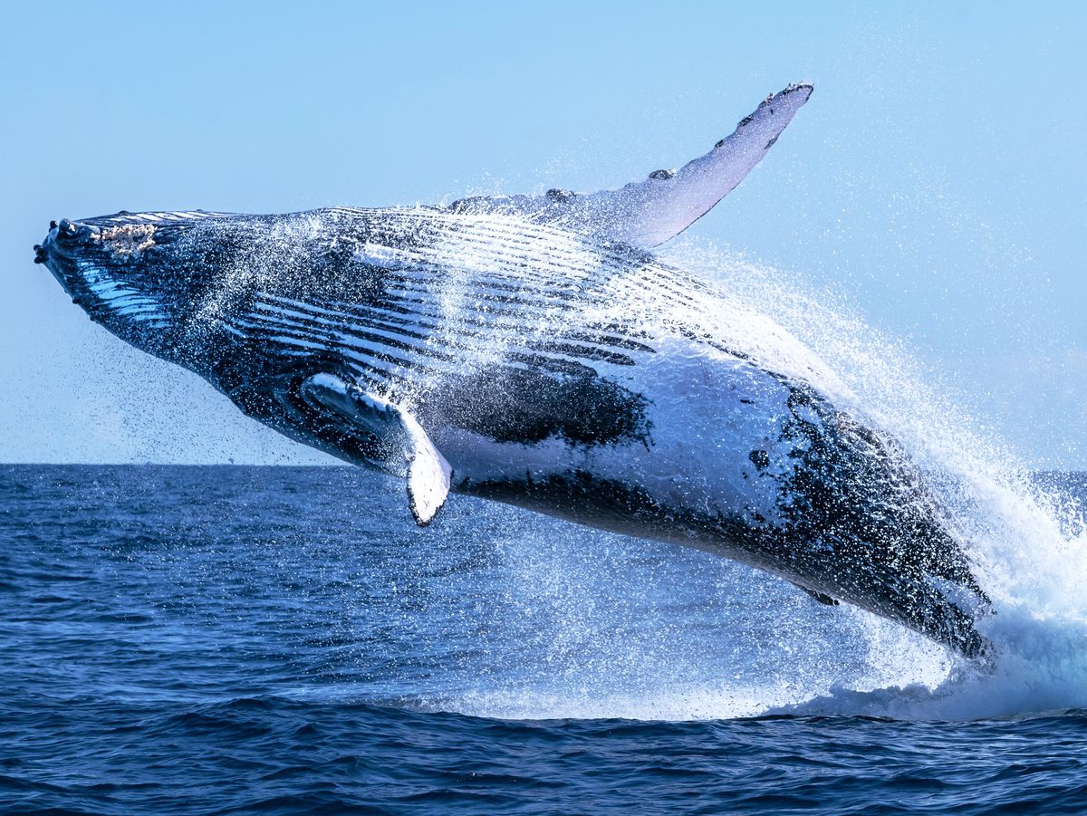 Whale Watch: Ethereum Fresh Buy Signal Sparks Speculation