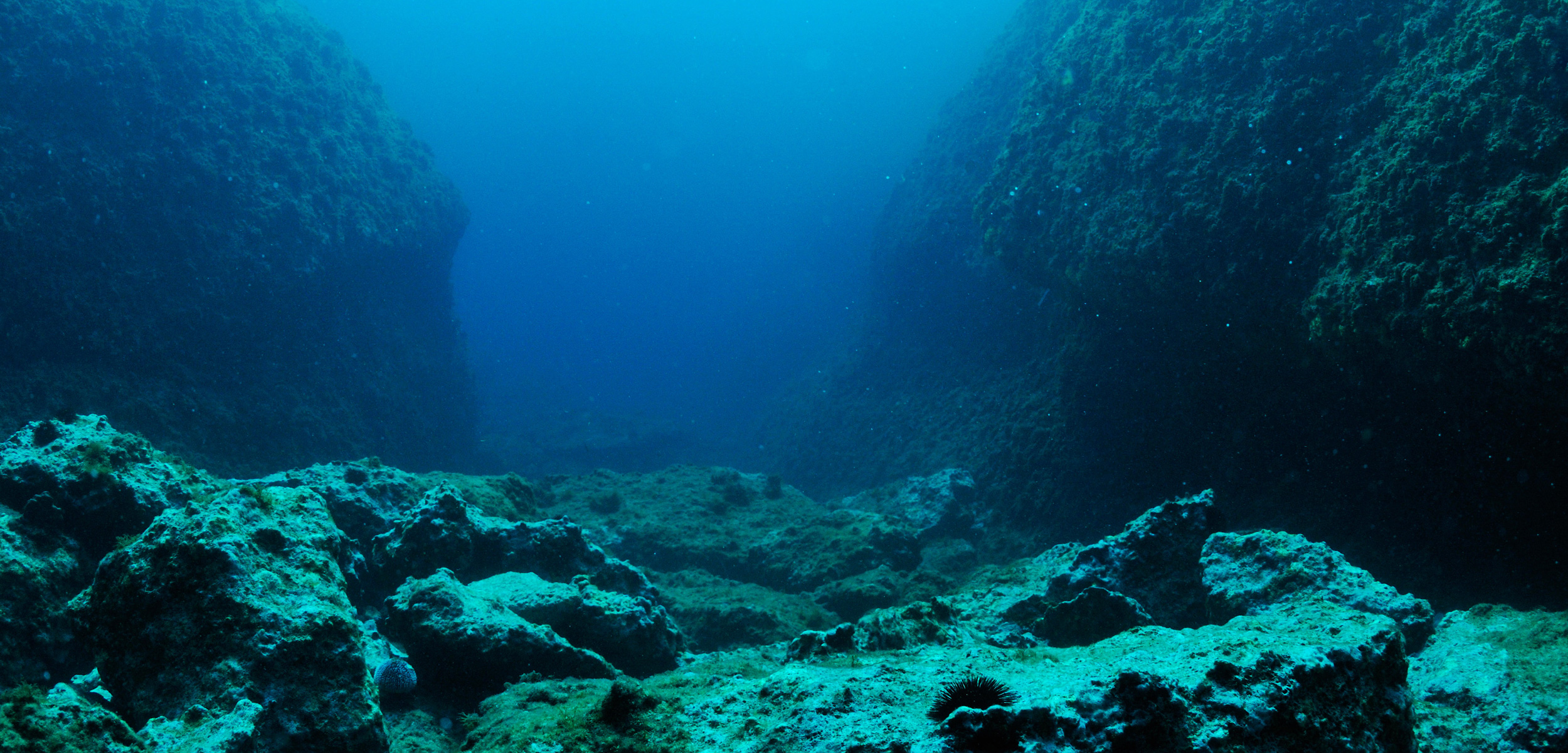 Whispers In The Deep: Why Are Ethereum Whales Disappearing?