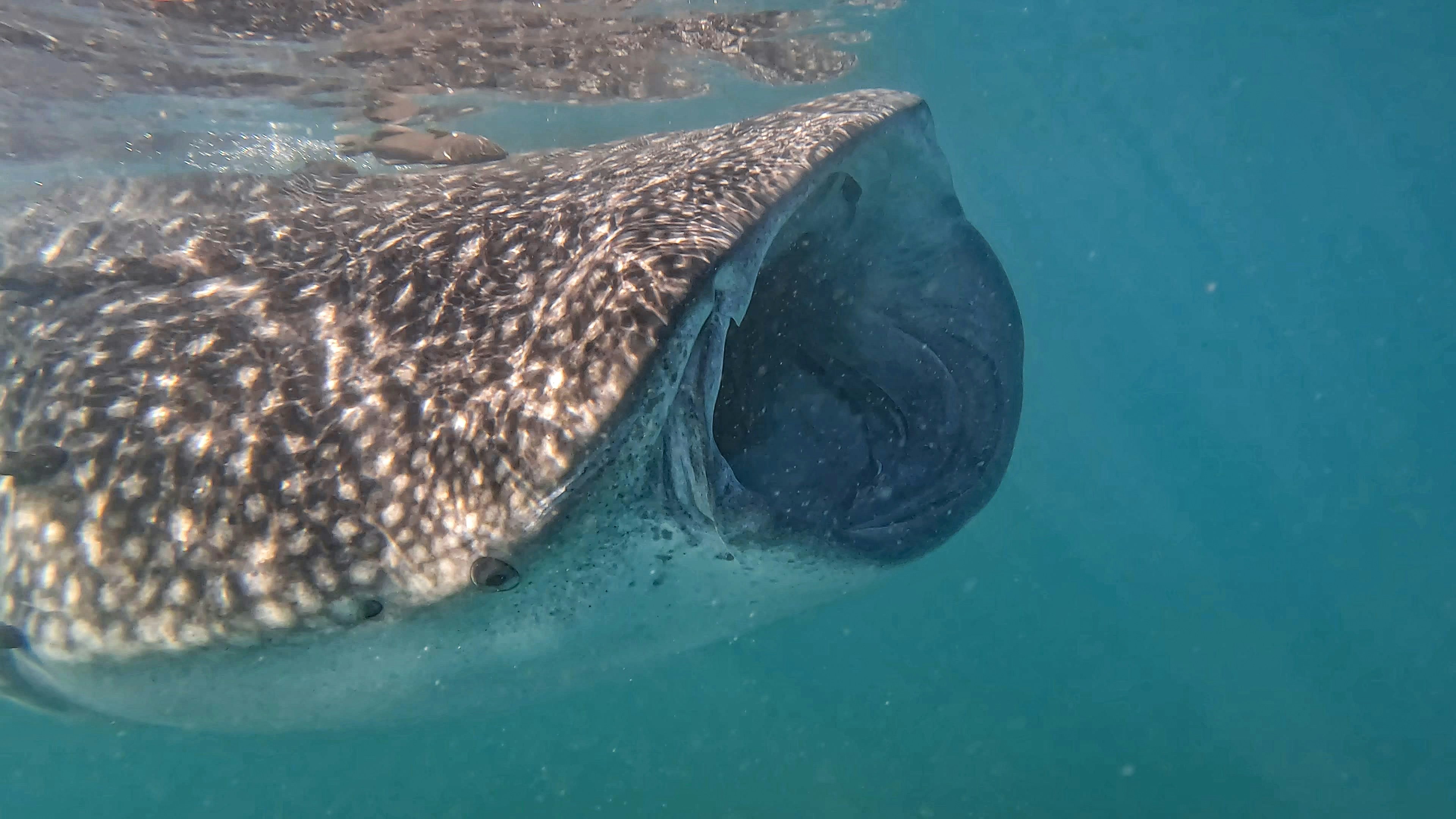 PEPE Whales Move $21 Million Worth Of Coins – Here Are The Destinations