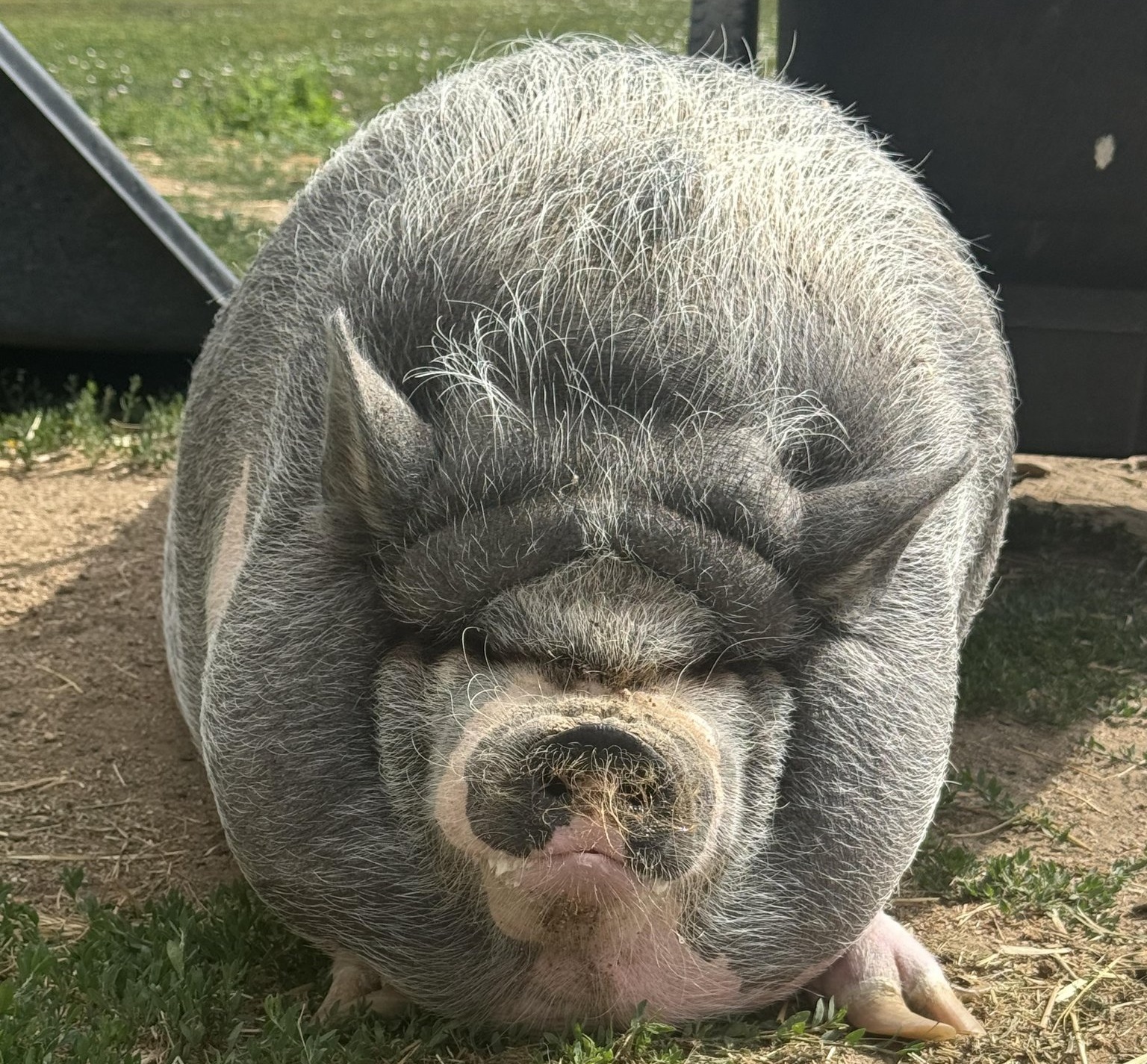 Cardano Founder’s Pig NIKE Sparks Memecoin Craze, Market Cap Nears $1 Million