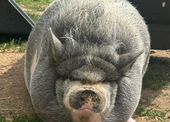 Cardano founder pig NIKE memecoin