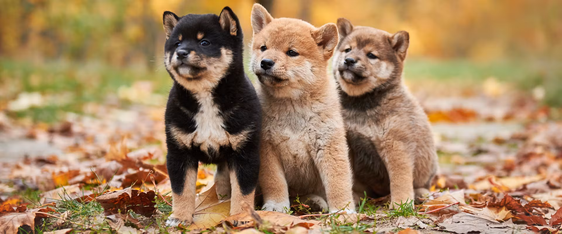 Shiba Inu Army On The Move: 35 Billion SHIB Invade Shibarium