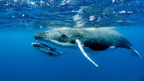 Bitcoin Buoyed By Big Money: Whales Gobble More BTC, Signaling Bullish Outlook