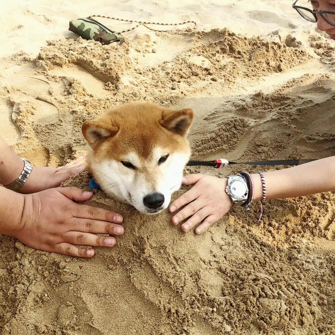Shiba Inu Loses 14% In Last 7 Days – Will The Misery Worsen?