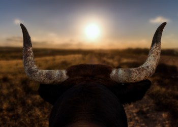 buy crypto now Lekker Capital