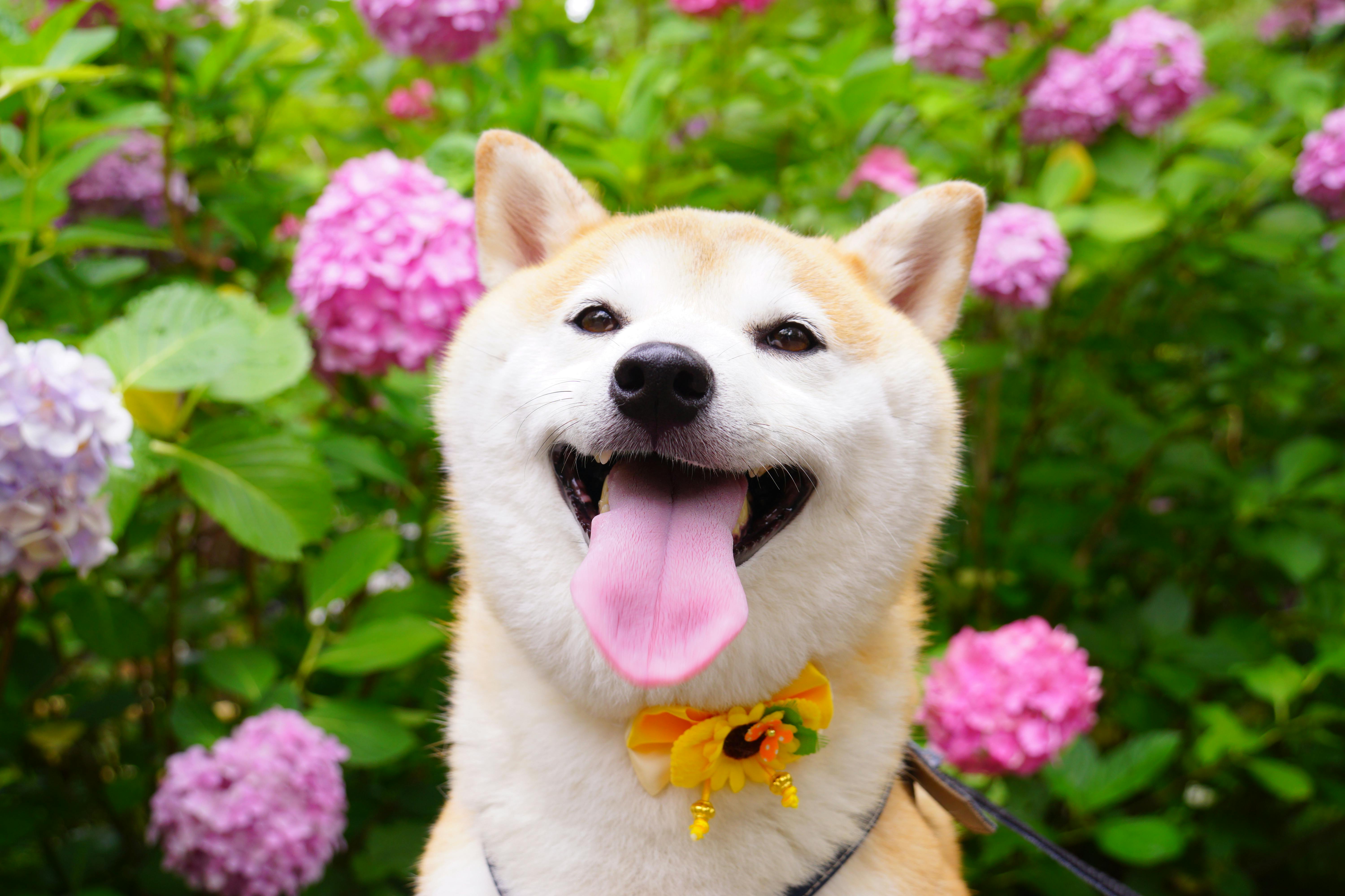 Shiba Inu Skyrocketing Potential: Could SHIB Surge 500%? Shiba Inu Skyrocketing Potential: Could SHIB Surge 500%?