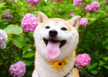 Shiba Inu