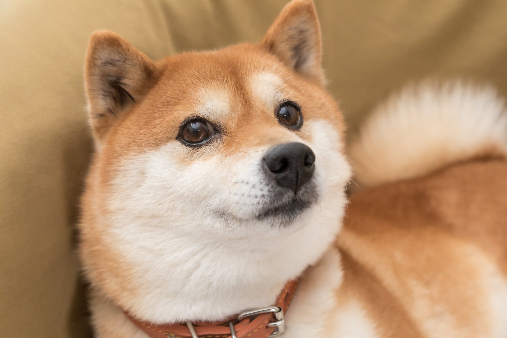 Shiba Inu On The Brink Of A 400% Rally, Analyst Says Shiba Inu On The Brink Of A 400% Rally, Analyst Says