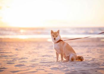 Shiba Inu
