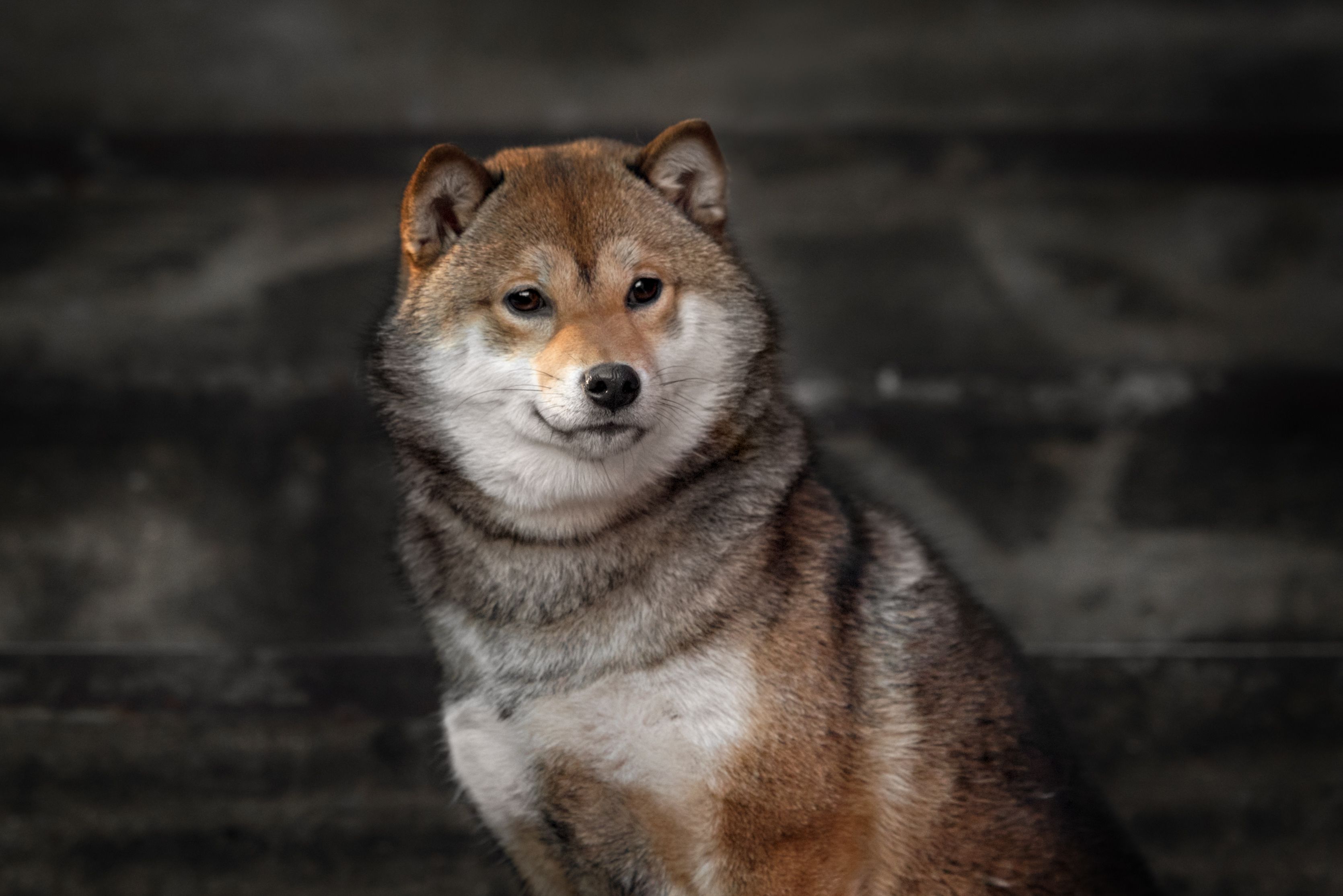 Shiba Inu Soars: Analyst Predicts 71% Rally In ‘Meme Super Cycle’ Shiba Inu Soars: Analyst Predicts 71% Rally In ‘Meme Super Cycle’
