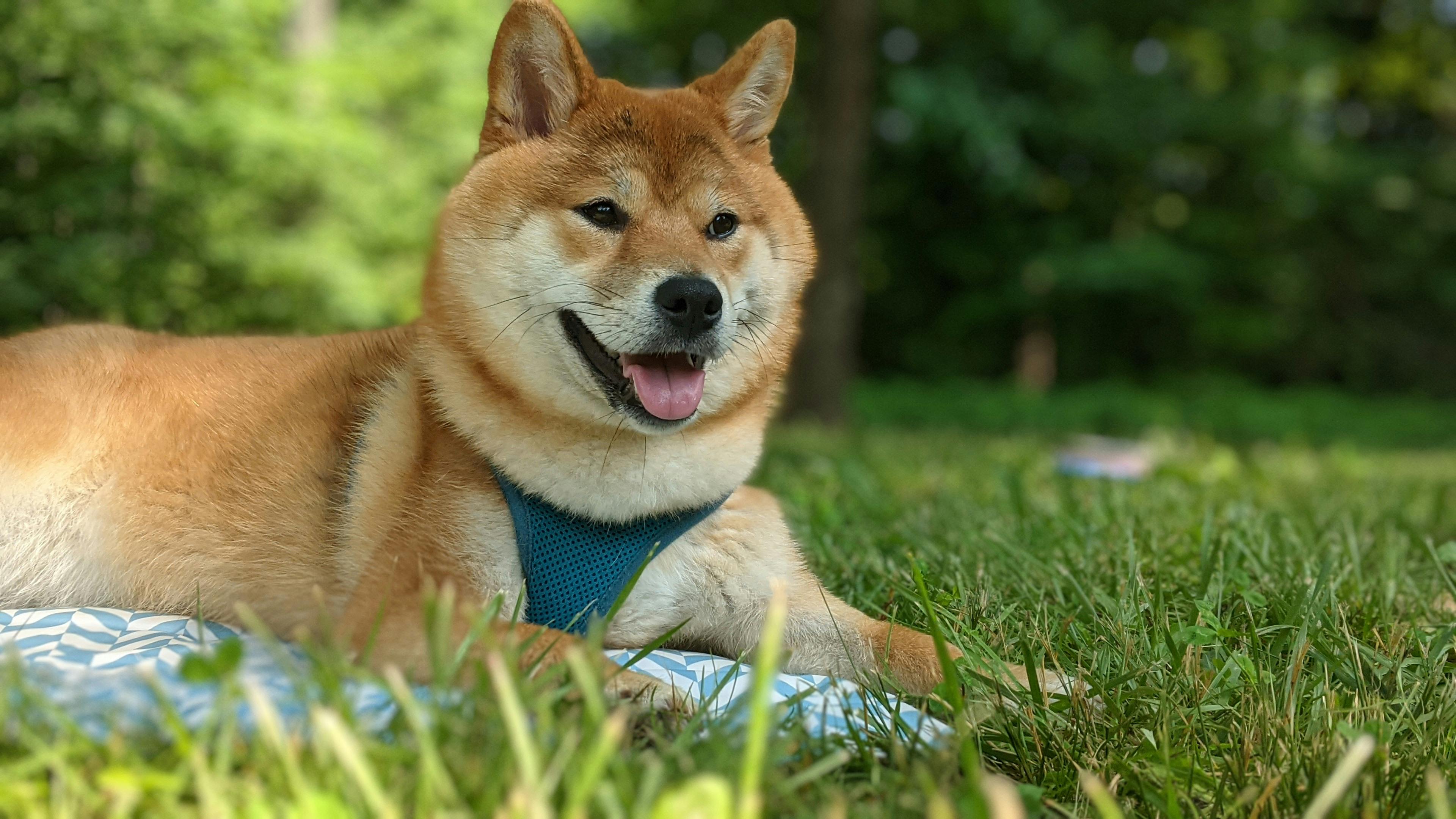 Dogecoin Jumps 16% In The Last Week: More Gains To Come? Dogecoin Jumps 16% In The Last Week: More Gains To Come?