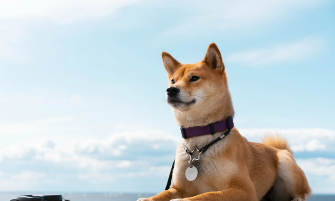 Dogecoin Price Hits New 2024 High Dogecoin Price Hits New 2024 High