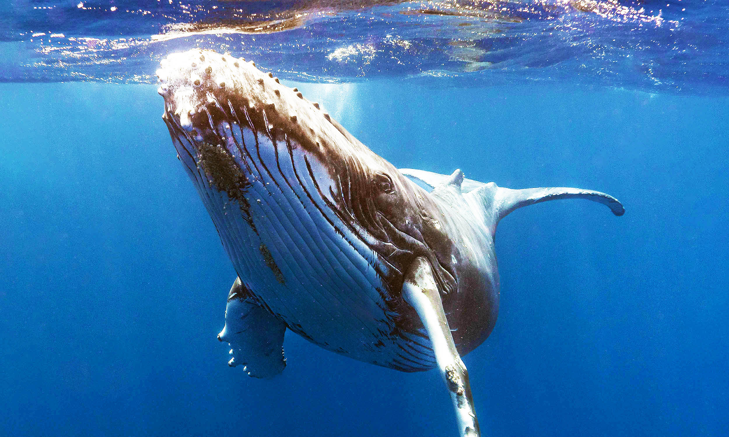 Whale Alert: XRP Accumulation Reaches 5-12 months Peak Whale Alert: XRP Accumulation Reaches 5-12 months Peak