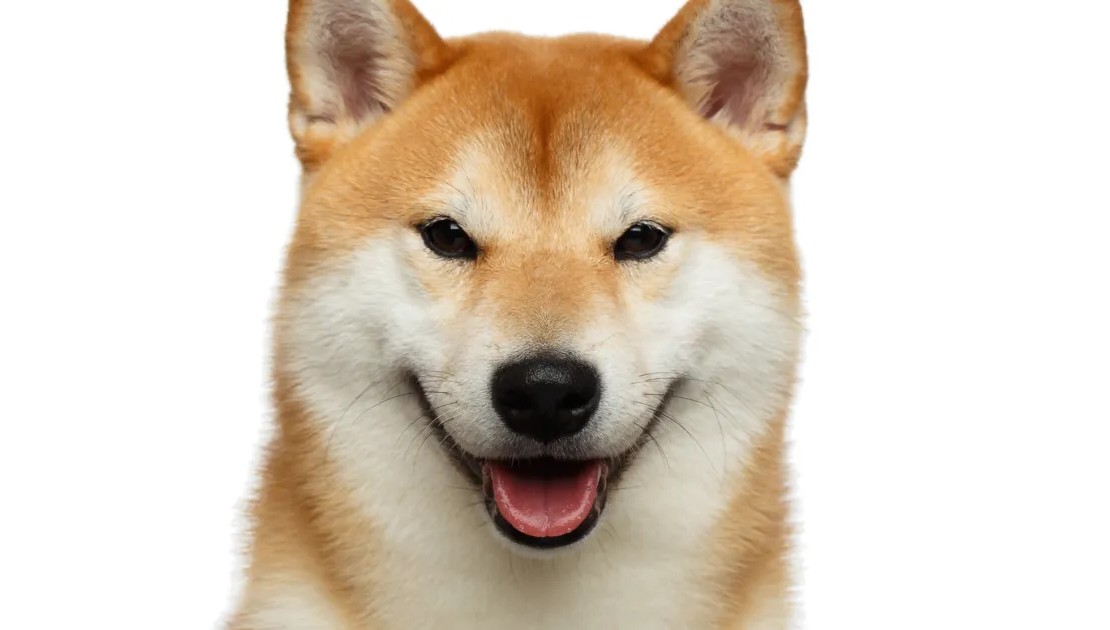 Shiba Inu Builds Momentum: ‘Monster’ Price Move Coming—Analyst Shiba Inu Builds Momentum: ‘Monster’ Price Move Coming—Analyst
