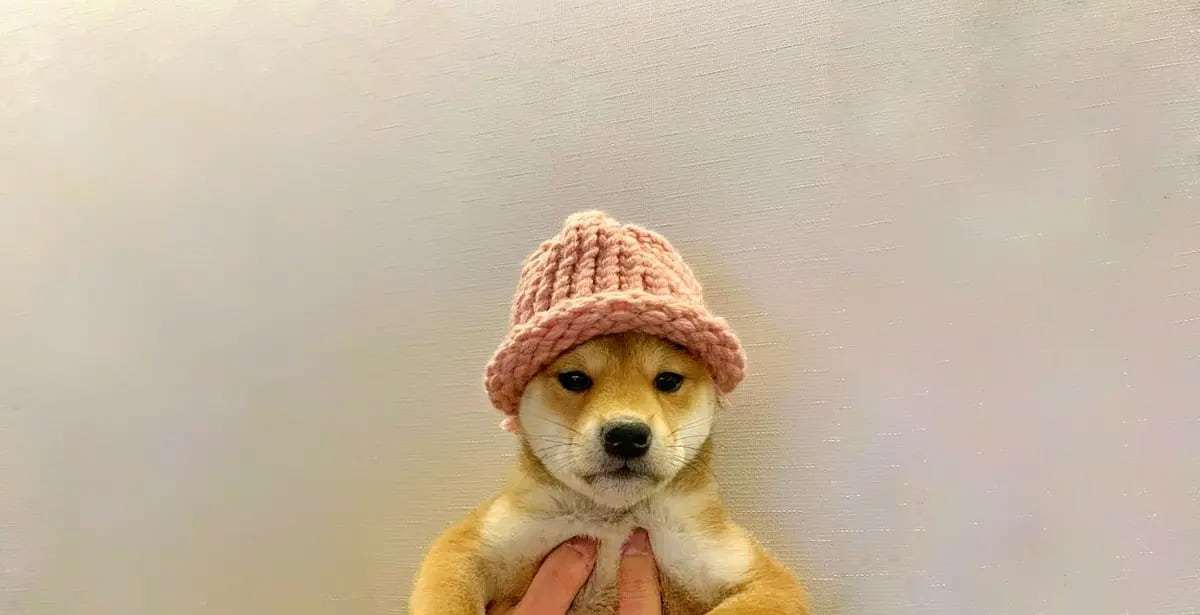 Dogwifhat