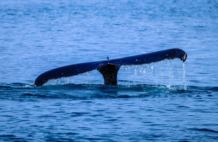 Ethereum Whales Pounce On The Dip, Snag $236 Million In ETH