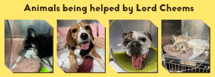 $CHEEMS supports animal charities