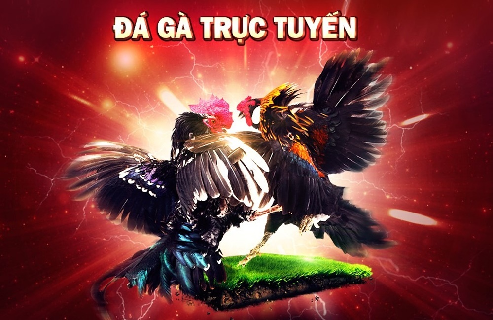 Chia sẻ kinh nghiệm chơi đá gà trực tuyến từ cao thủ