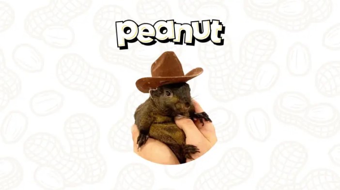 Peanut the Squirrel (PNUT)
