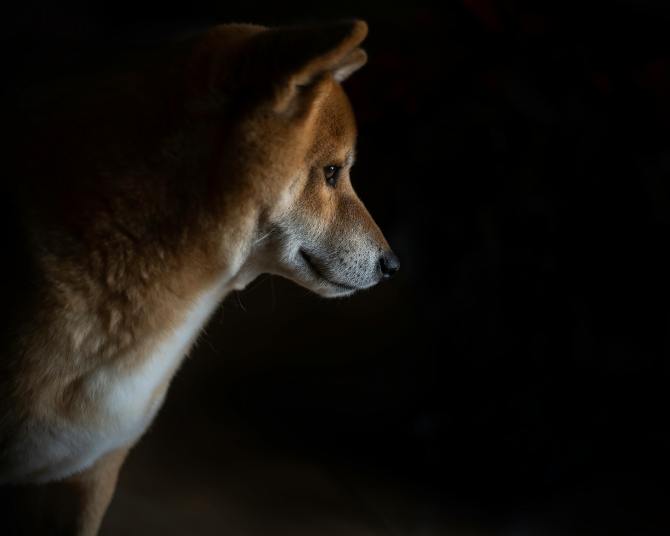 Dogecoin Price Closes In On Major Trendline For Breakout To $1