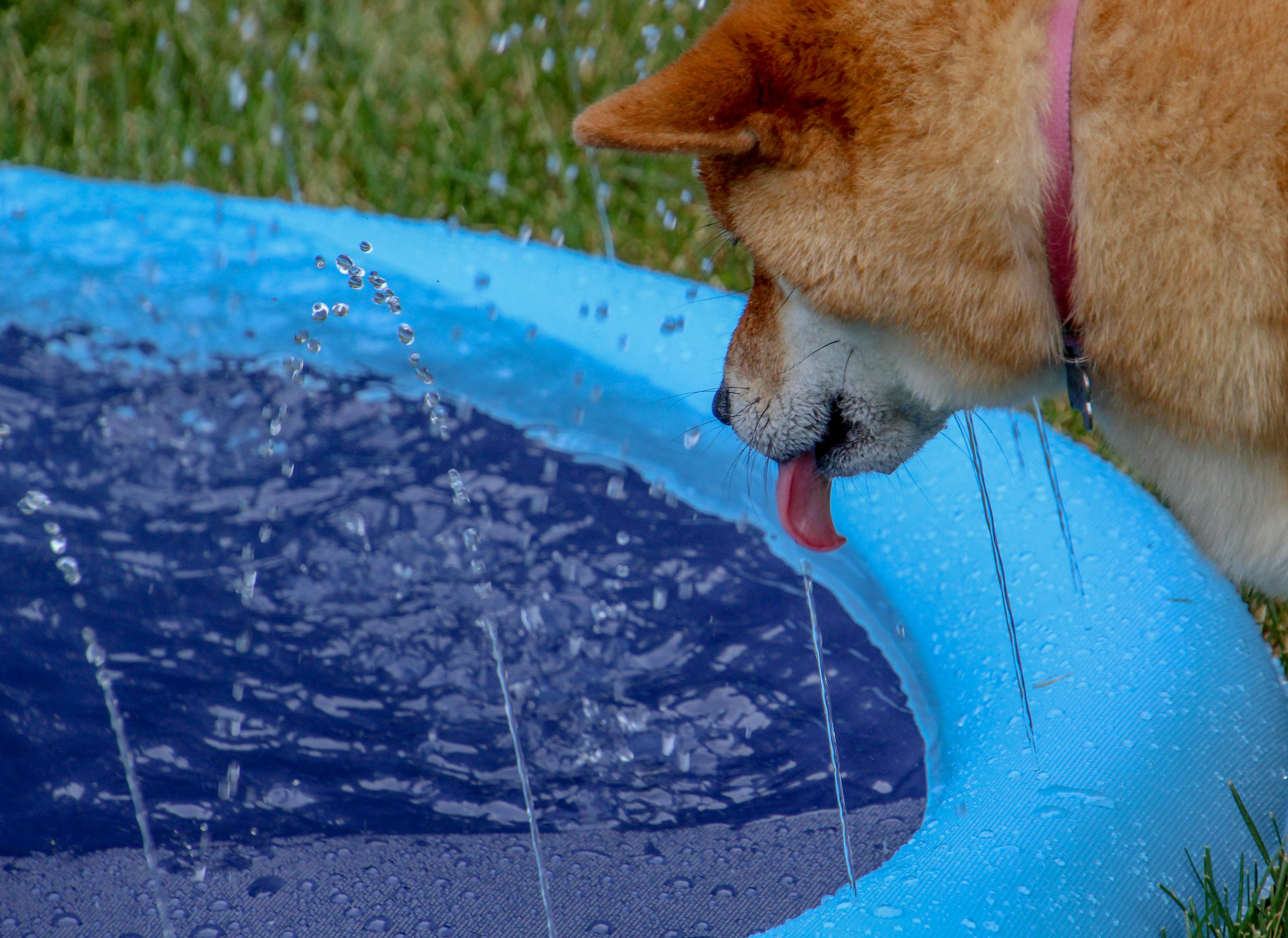 Brace For Impact: Dogecoin May Plunge Before Skyrocketing 400%—Analyst