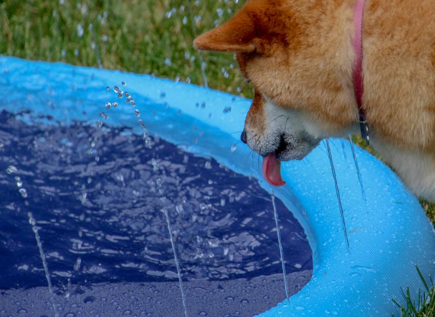 Dogecoin