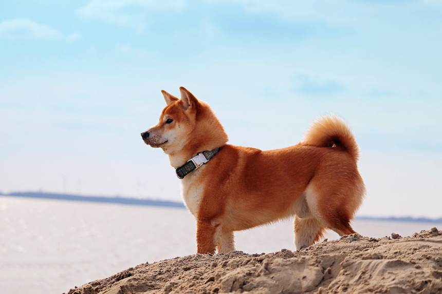 Shiba Inu koers daalt 6%: 103 biljoen SHIB steun onder vuur