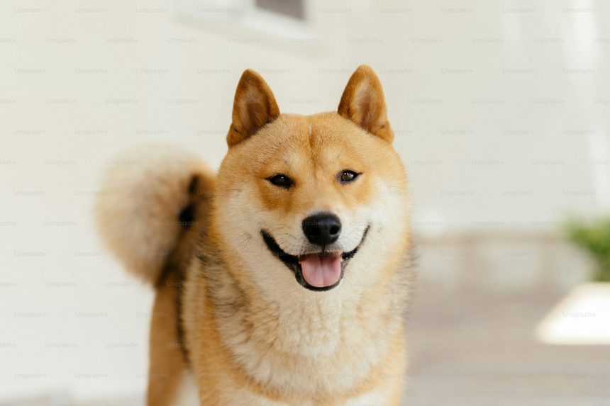 Dogecoin