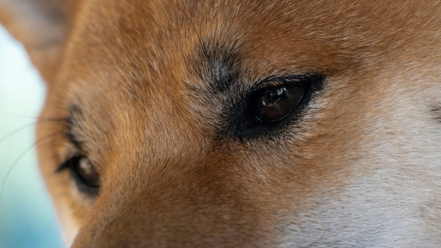 Dogecoin