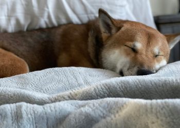 Dogecoin